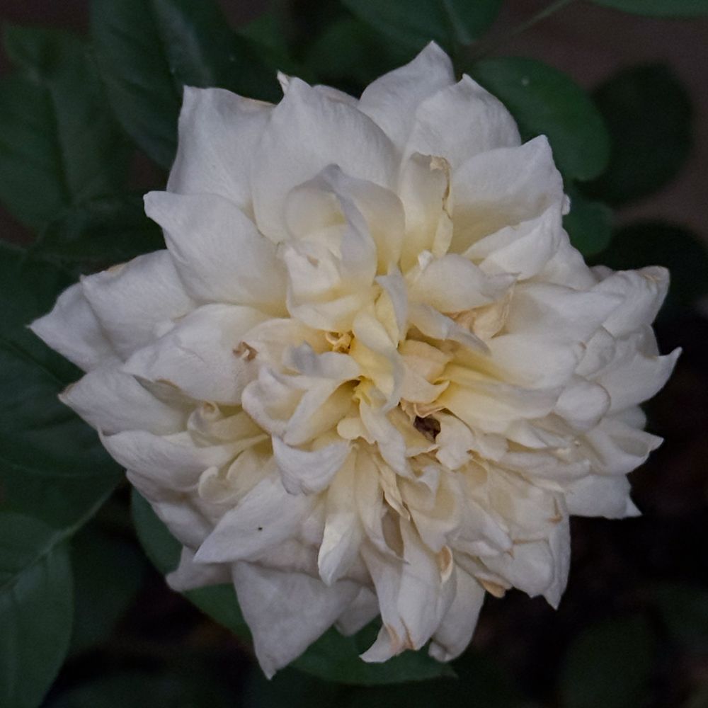 A square color cellphone photo of a potted yellowing rose blossom, after dark on a backyard patio in Austin Texas 