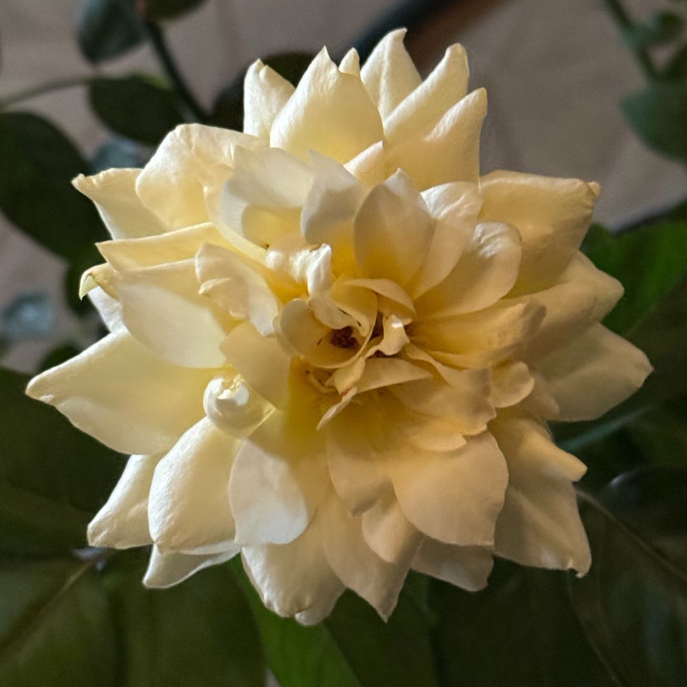 A square color cellphone photo of a yellow rose, after dark (Austin TX).