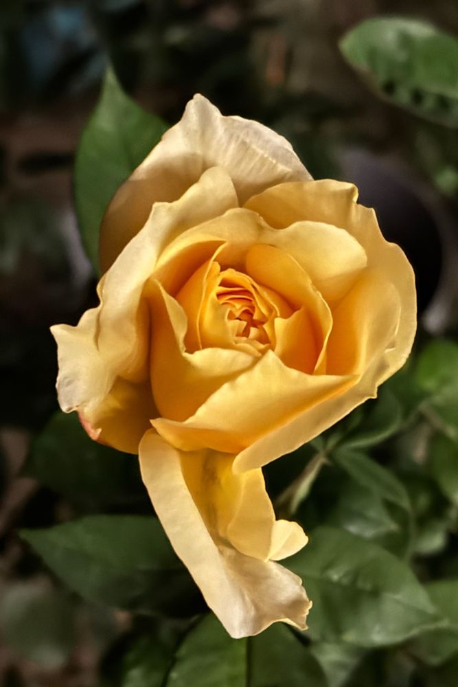A cellphone pic of a yellow rose, after dark in an Austin TX backyard. 