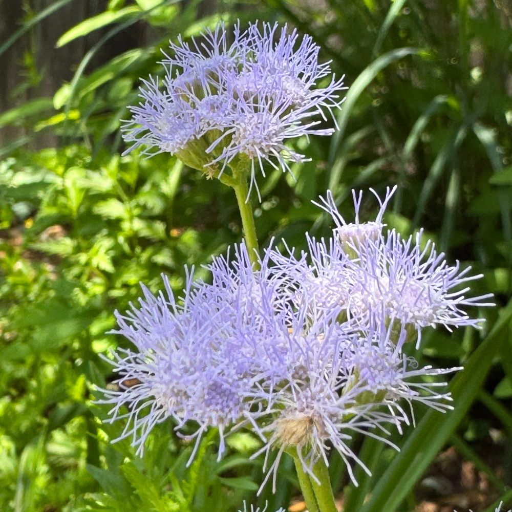 A square color photo of a blooming stem of Conoclinium coelestinum (a.k.a. Blue Mistflower, Wild Ageratum, Blue Boneset) in a backyard in Austin, Texas. 
