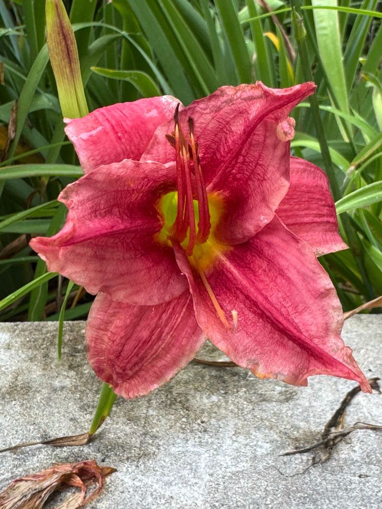 A cellphone photo of a magenta lilly, in an Austin Texas backyard.