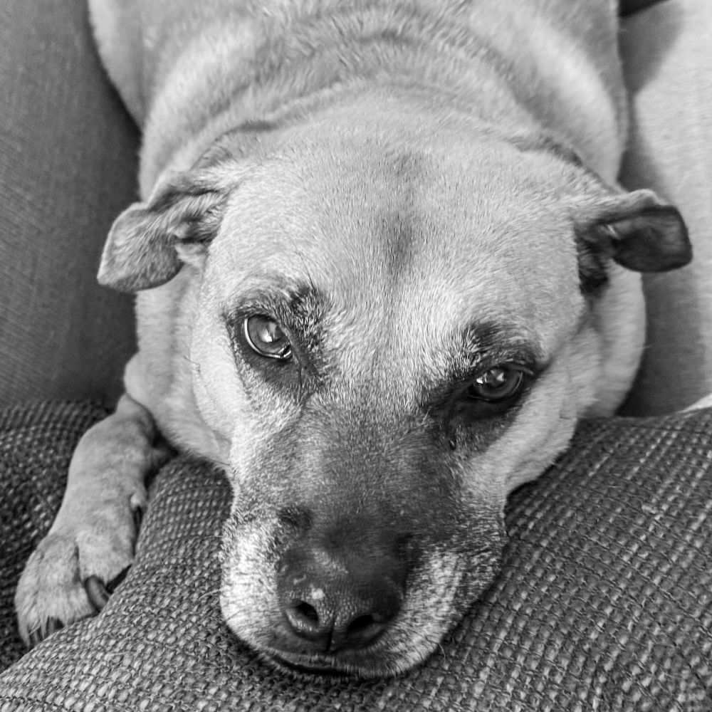 A square black and white cell phone photo of a dog on a couch with her sleepy chin on a pillow (again).