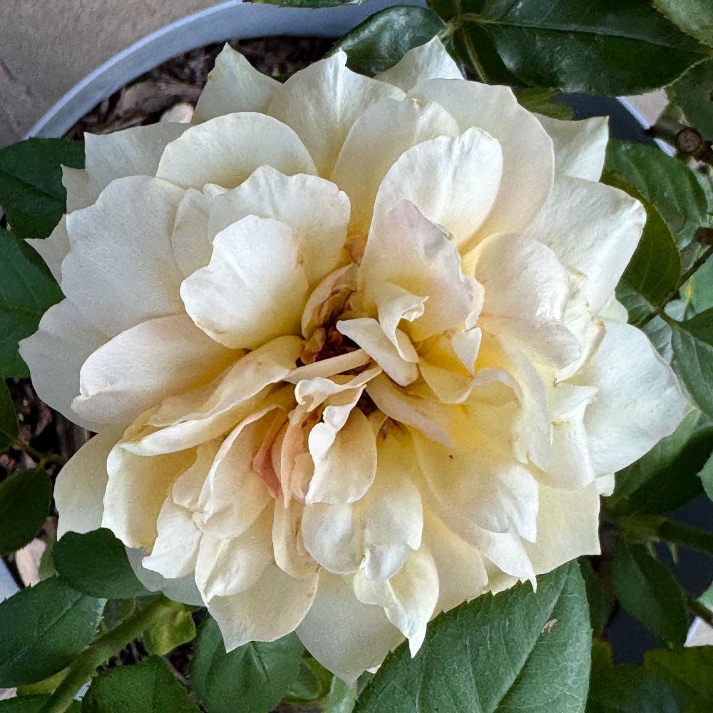 A color square photo of a blooming yellow rose. 