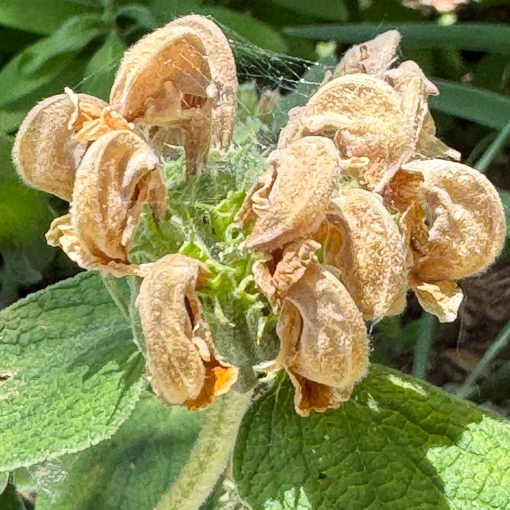 A color square photo of a spider-webbed wilting bloom of Phlomis fruticosa (a.k.a. Jerusalem sage) in a backyard in Austin, Texas. 