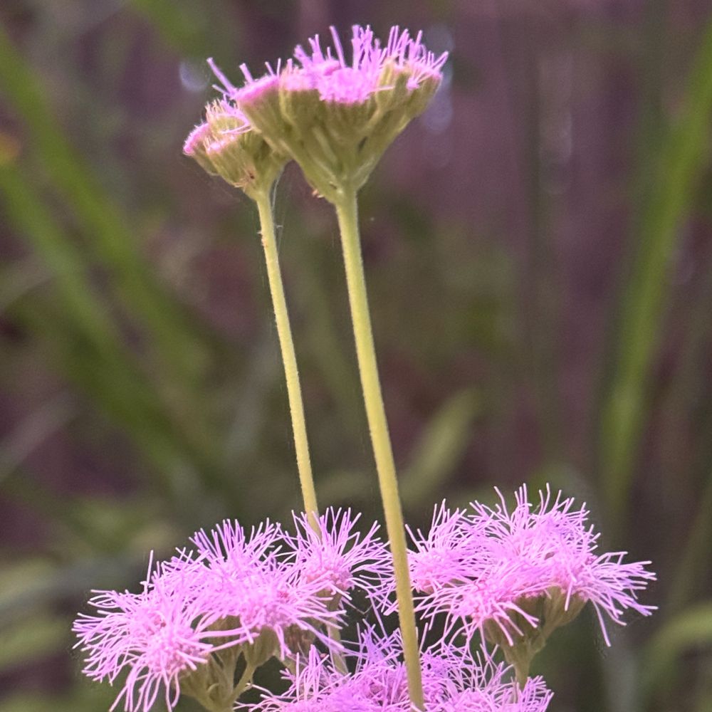 A square color photo of a blue mistflower. 