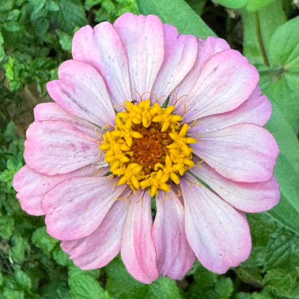 A square color photograph of a purple petaled zinnia.