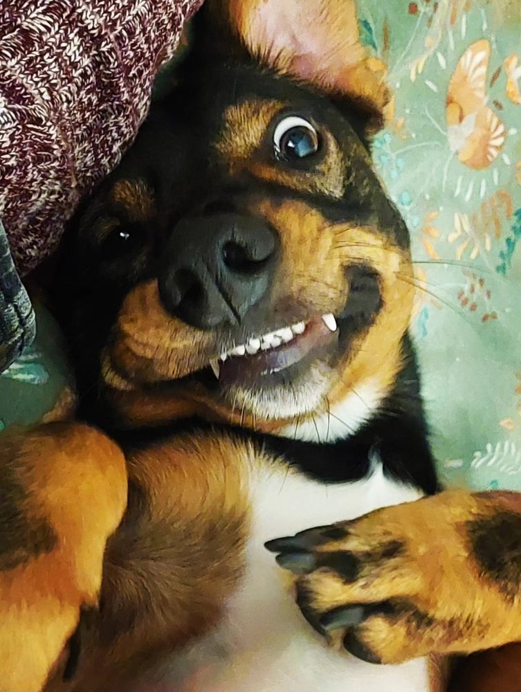 A dog of unknown lineage enjoying tummy rubs on a friday evening 