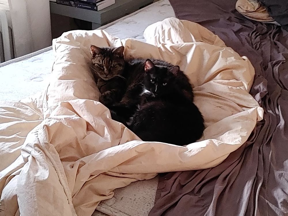 Jewel, left, a brown striped tabby cat, and Bijou, right, a black cat with white chest, curled up together in a bed made from a crumped duvet.
