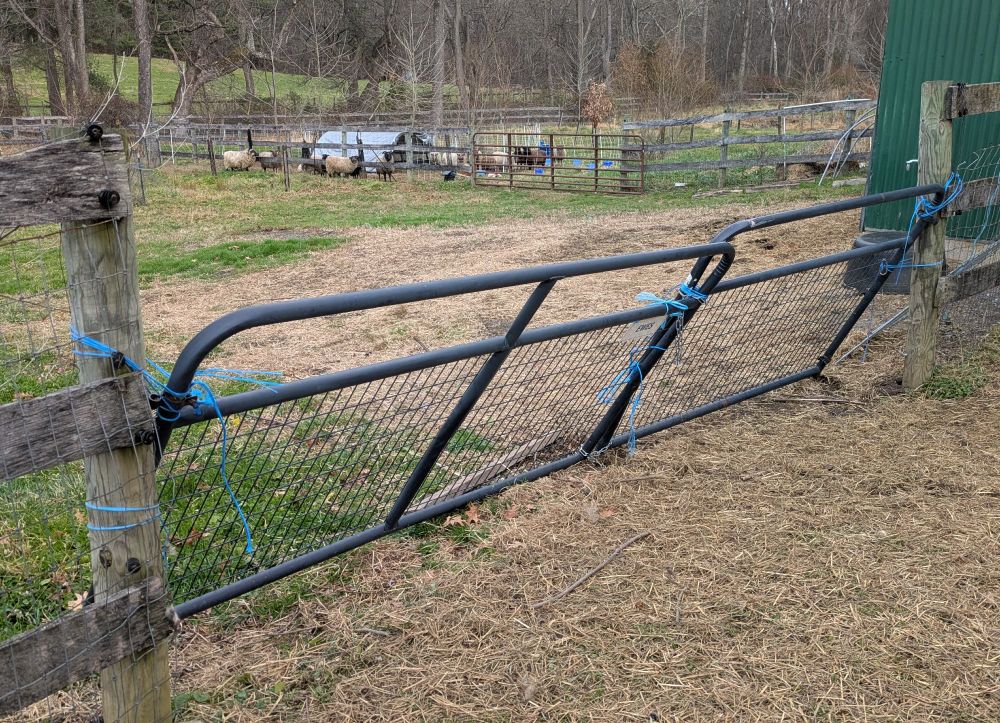 A double farm gate is lashed together with twine, and leaning at an odd angle. It has been taken off of its bottom hinges, and pushed out, so Parmesan could squeeze through and go see the ladies.

Parmesan and Lyrid bred yesterday, so the plan was the separate them tomorrow evening. It's best re-integrating a ram at dusk, as they settle down pretty quickly. Unfortunately for Parmesan, he's been chucked back in with the boys and will spend the whole day re-asserting dominance. 