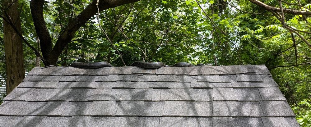 A black ratsnake, over four feet long and shiny black. 

It's stretched across the roof of our chicken coop, coils alternating on either side of the peak. According to Wikipedia, Pantherophis alleghaniensis are good climbers - as this attests!