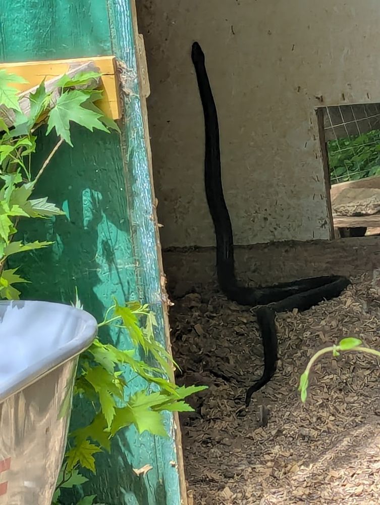 A black ratsnake, over four feet long and shiny black. 

It's inside our chicken coop, and much of the snack is straight up the back wall, with the remainder loosely zigzagged on the ground to provide stability. It's always impressive when snakes raise so much of their body off the ground, especially given how large this snake is. Sure, it's leaning against a wall, but it still takes strength to lift up like that.