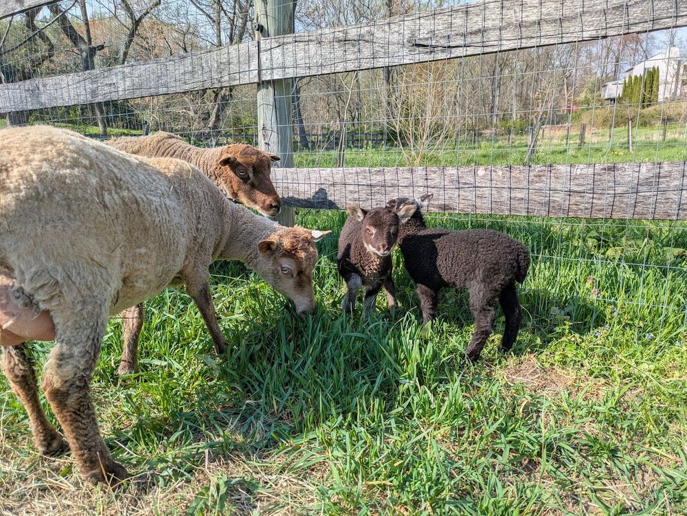 Two moorit (brown) Shetland ram lambs hang out next to their mother, enjoying the fresh grass. One of the other adult ewes, Nyssa, is checking them out. She is also moorit, but a much lighter color, as she's older. These two little lambs will lighten in time as well.