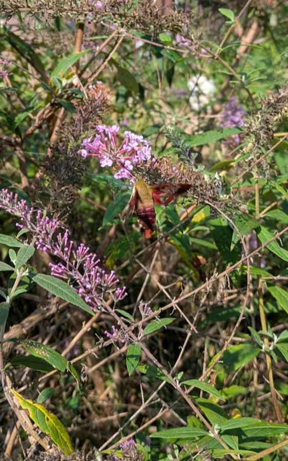 A Hummingbird Clearwing rests on a purple butterfly bush. 

This show shows the top of the clearwing, including its namesake transparent patches on its red wings. They're hard to get a clear photo of, as they rarely rest, preferring to dart from flower to flower just like a hummingbird.