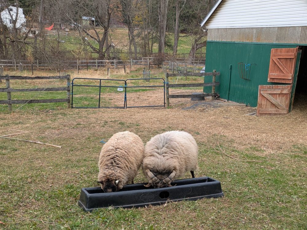 Two sheep share a trough. 

Parmesan (the ram) isn't always great about sharing his food. And since this was taken, we've swapped to two small troughs to ensure Lyrid (the ewe) gets her fill. 