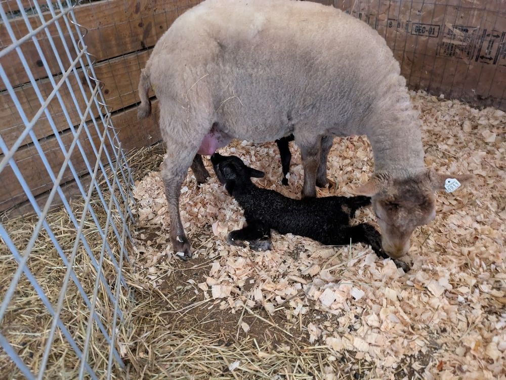 A dark moorit (brown) Shetland lamb lies on the ground, under his mother. His legs are splayed out behind him, and he reaches up to nurse. He is about 20 minutes old, and is too tall and unsteady to nurse otherwise. He figured out his legs later that day. In the meantime, we can enjoy his sploot.