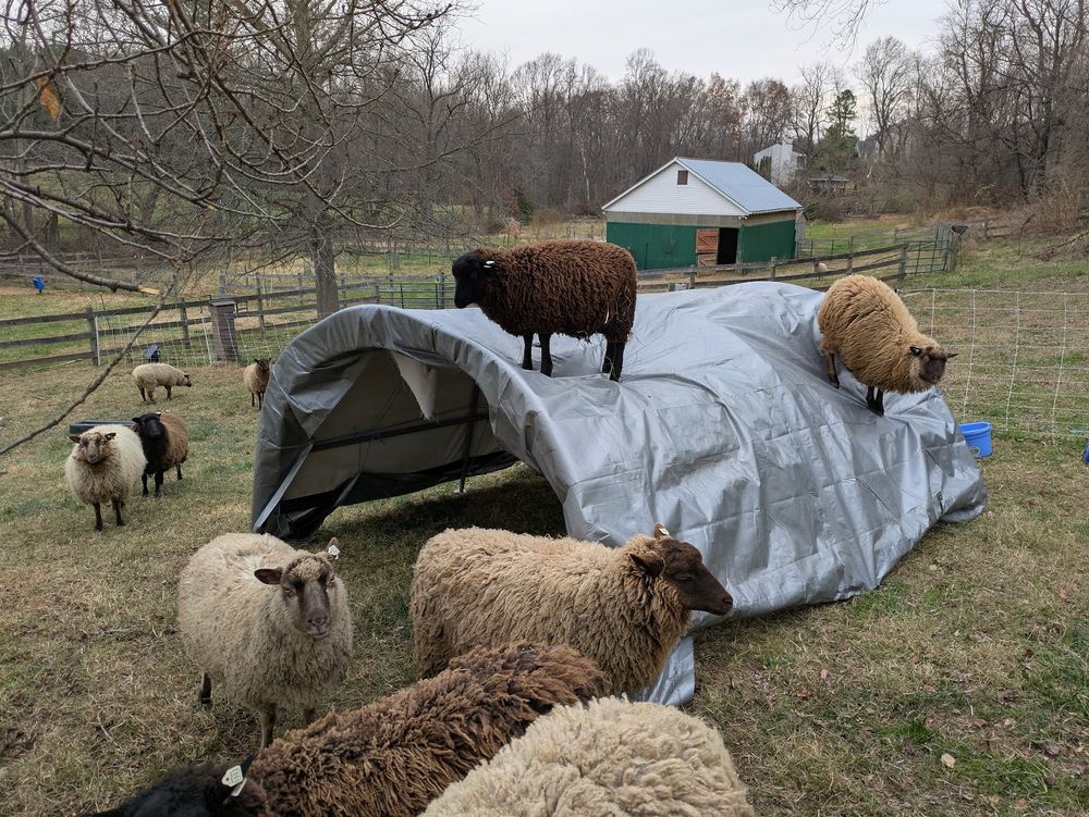 A mobile livestock sits is the pasture. Instead of the green covering of previous photos, it's now covered by a somewhat ill-fitting grey tarp. Two lambs frolic on top, while other ewes wander around it. 
