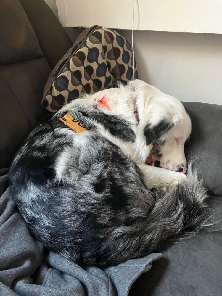 A grey, black, and white merle dog is curled into a tight ball on a grey couch. He appears to be sleeping