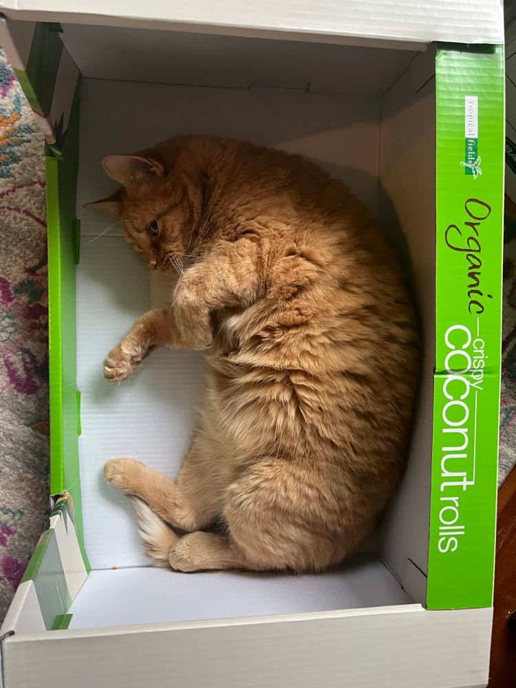 a large orange cat named Hugh Mungus in a cardboard box 