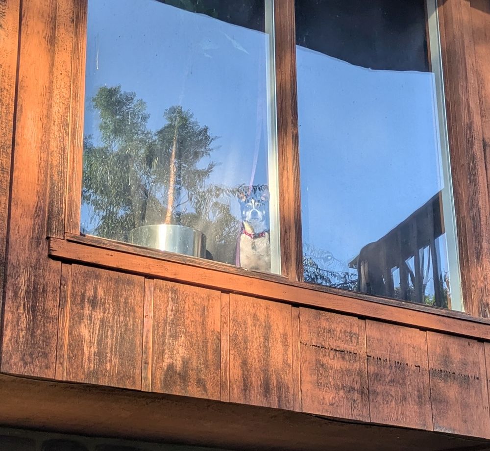 Virgil the petite dog looks through some curtains out the window