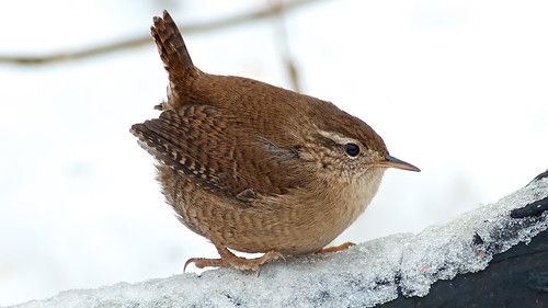 Photo of a tubby little wren (what I like to call a "little dumpling birb") perched on an icy branch, taken by Jeff Cohen