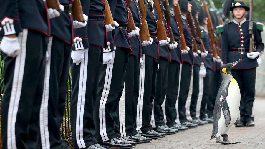 Nils Olav looking calm and satisfied (he never gets in a flap) after inspecting his troops, who stand behind him (you can only see their legs but we can safely assume they all look simultaneously humbled and overjoyed to be in his presence) 