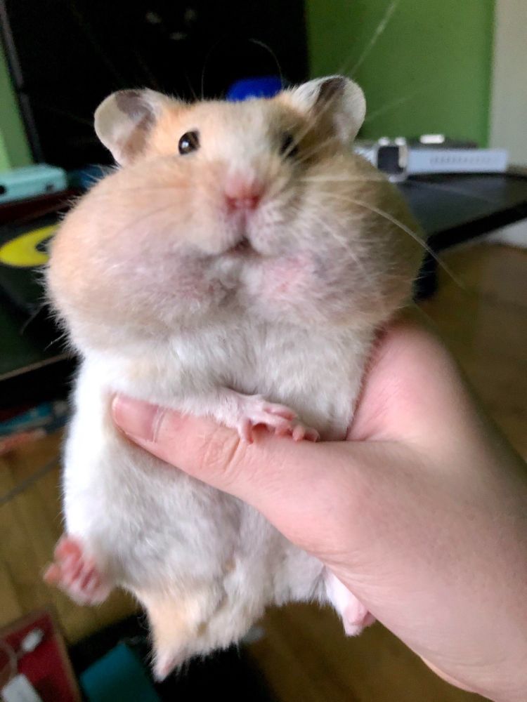 A hamster / mister saddlebags with EXTREMELY chubby cheeks