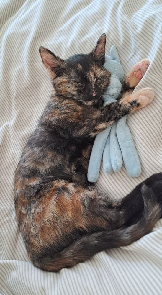 A tortoiseshell kitten is sleeping on her side on a cream coloured blanket. She is holding a very small blue stuffie between her front legs and resting her head on it.