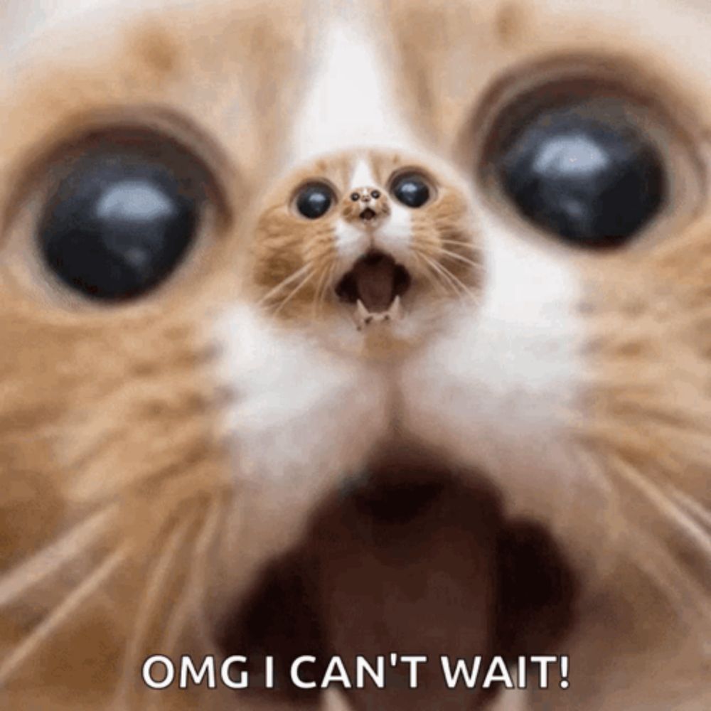 a close up of a cat with its mouth open and the words omg i can 't wait below it