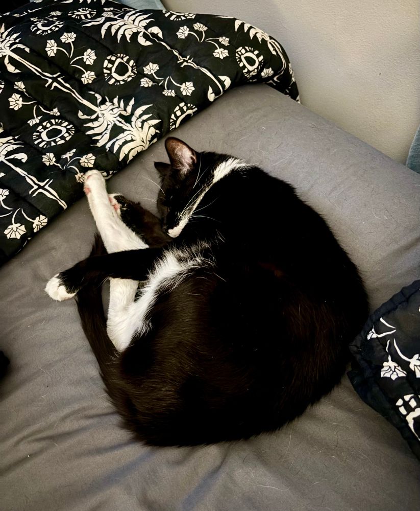 A tuxedo cat is curled up sleeping on a gray bed sheet. The cat is nestled near a black and white patterned pillow and blanket, looking peaceful and cozy.