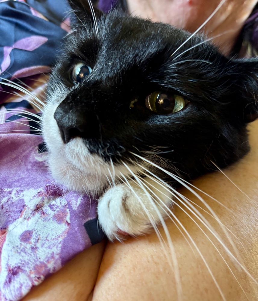 Close-up of a black and white tuxedo cat resting its head on someone’s arm. The cat has striking green eyes, long white whiskers, and a white muzzle and paw. The background shows part of the person’s purple patterned robe.