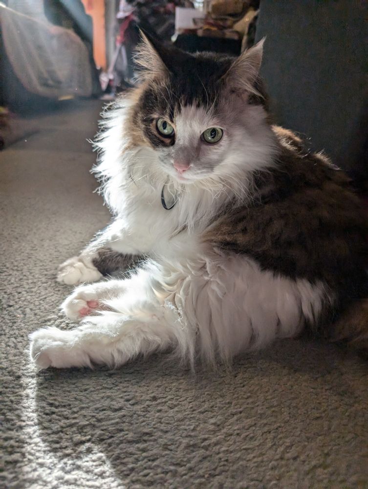 Indoor long haired cat basking in a sun spot.