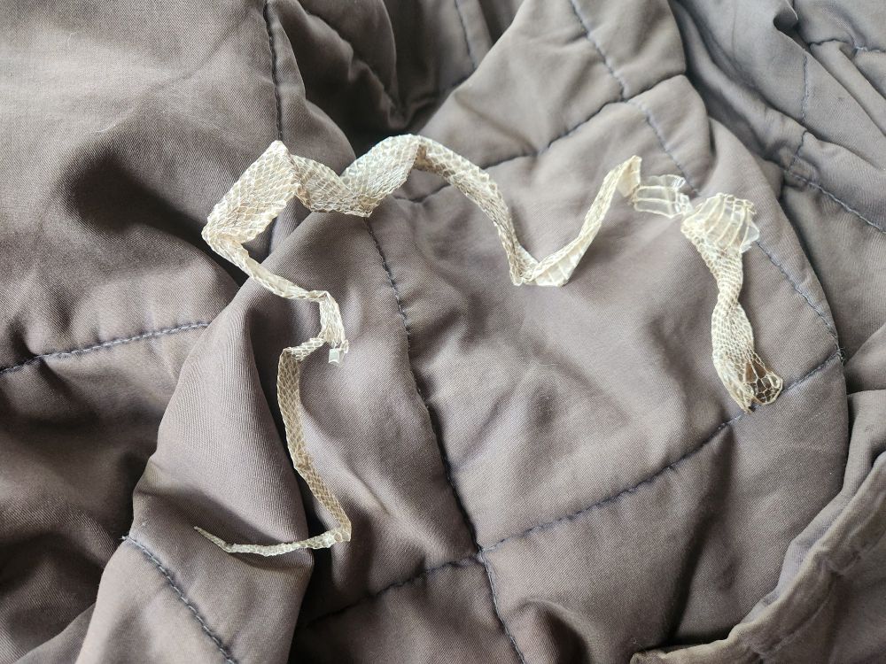 A full Garter Snake skin (broken at two spots because it was attached to wood). It goes head to tail with every little detail.