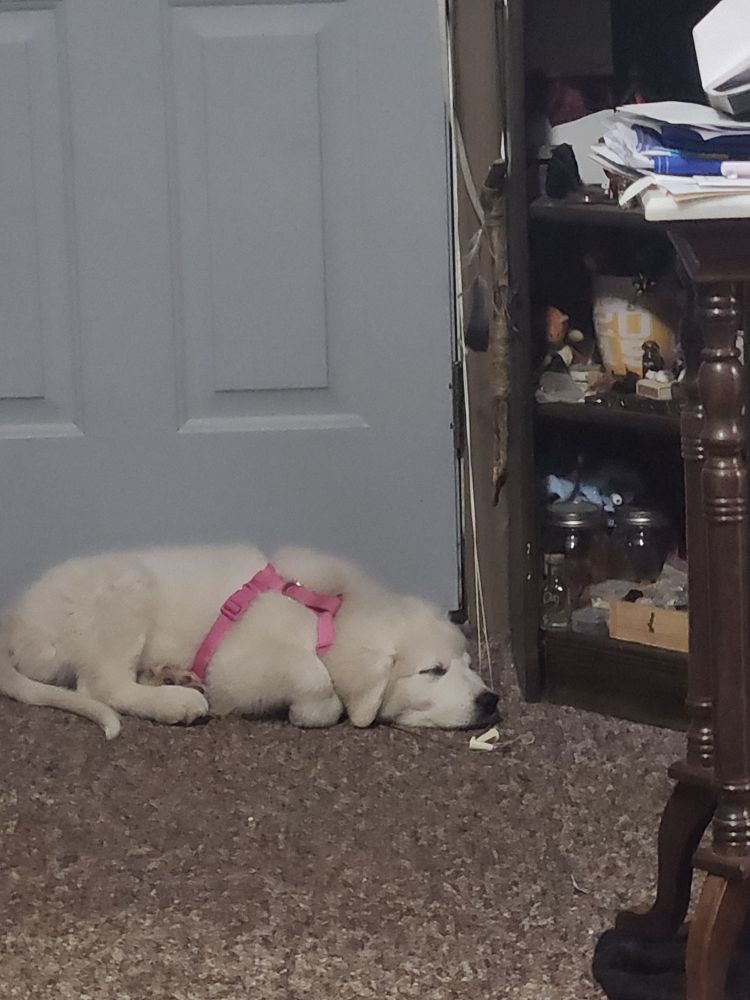 Night time and the white great pyrenees puppy stormy is layong my my door on her belly with her paws currled up under her. She has a pink harness on.