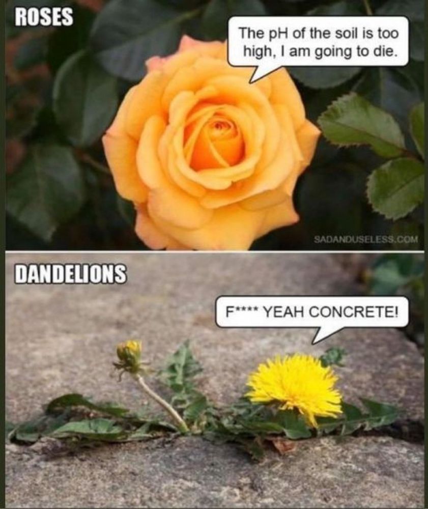 Rose vs dandelion survival meme