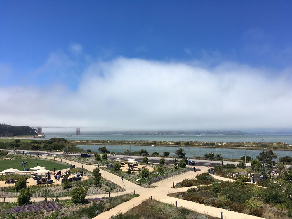 Karl the Fog hiding the Golden Gate Bridge on an otherwise sunny and clear day, viewed from Tunnel Tops. Native plant gardens with intersecting wide pathways in the foreground, then wetlands, and the Bay, and a distinct lack of visible bridge except for a bit of the base on the left side. 