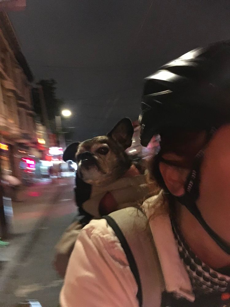 Salty black dog with one ear up in a bike backpack at night.