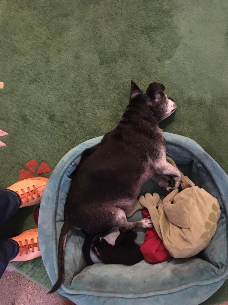 A salty chug sleeping with his body in a blue dog bed and his head on the floor a few inches lower.