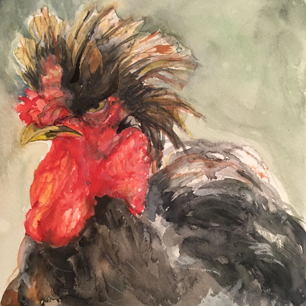 A watercolor painting of an angry brown rooster with a fuzzy head