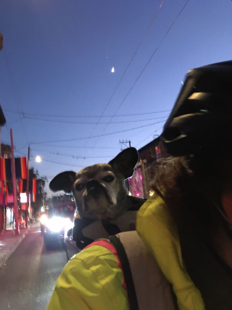 Salty chug in a bike backpack with both ears up.