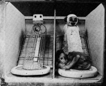 Wire surrogate monkey mother and cloth monkey surrogate mother with baby rhesus monkey clinging to the cloth model.

These were created by psychologist Henry Harlow for experiments to demonstrate the importance of physical contact with a caregiver. He traumatized a lot of little monkeys in his career to further explore the work of British psychiatrist John Bowlby, among others, on attachment theory. 