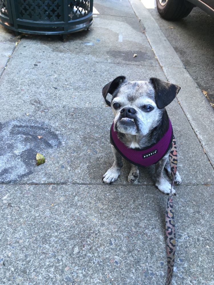 A salty chug sitting on the sidewalk