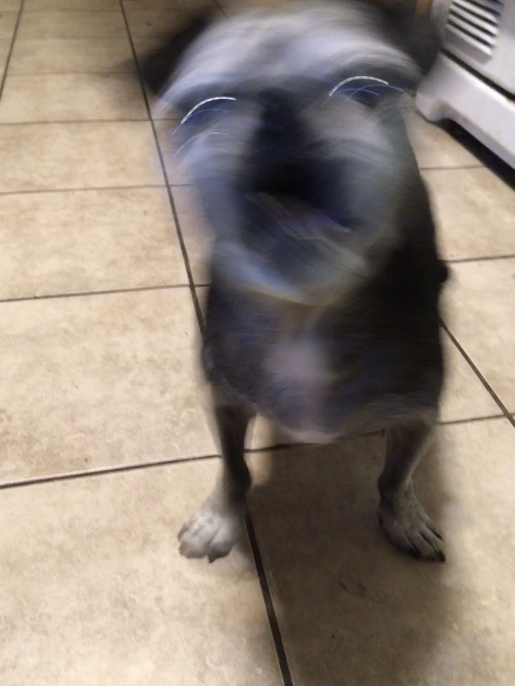 A blurry photo of a salty chug with opinions in the kitchen. 

This isn't even the scariest frame of the live photo. 