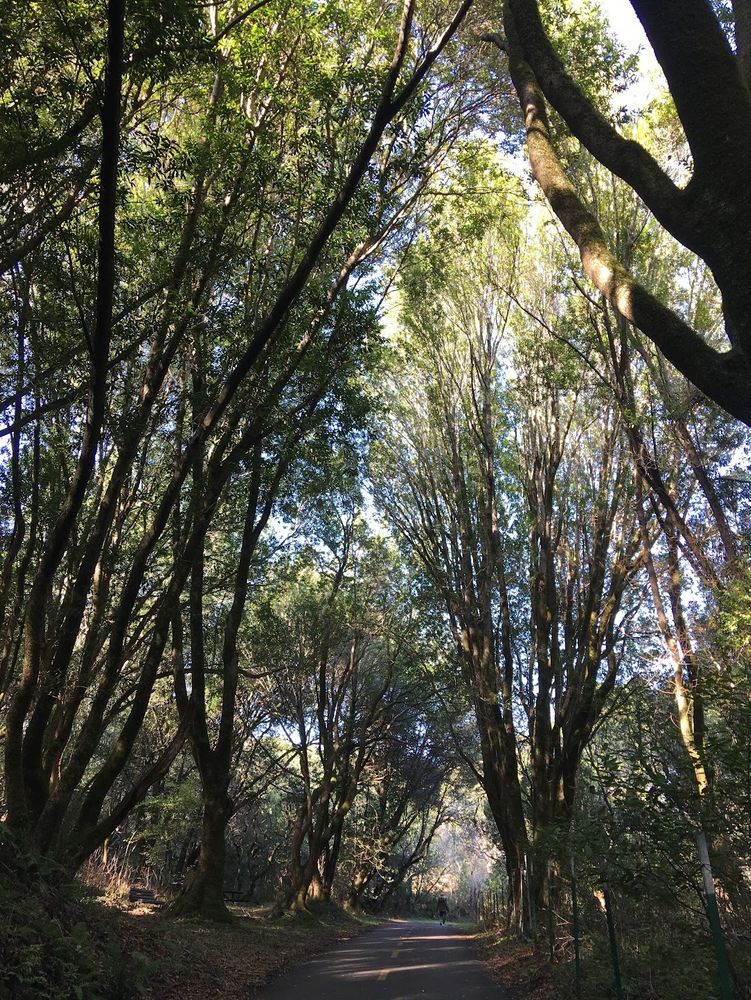 Tall trees on Sawyer Camp Trail multiuse path in San Mateo County