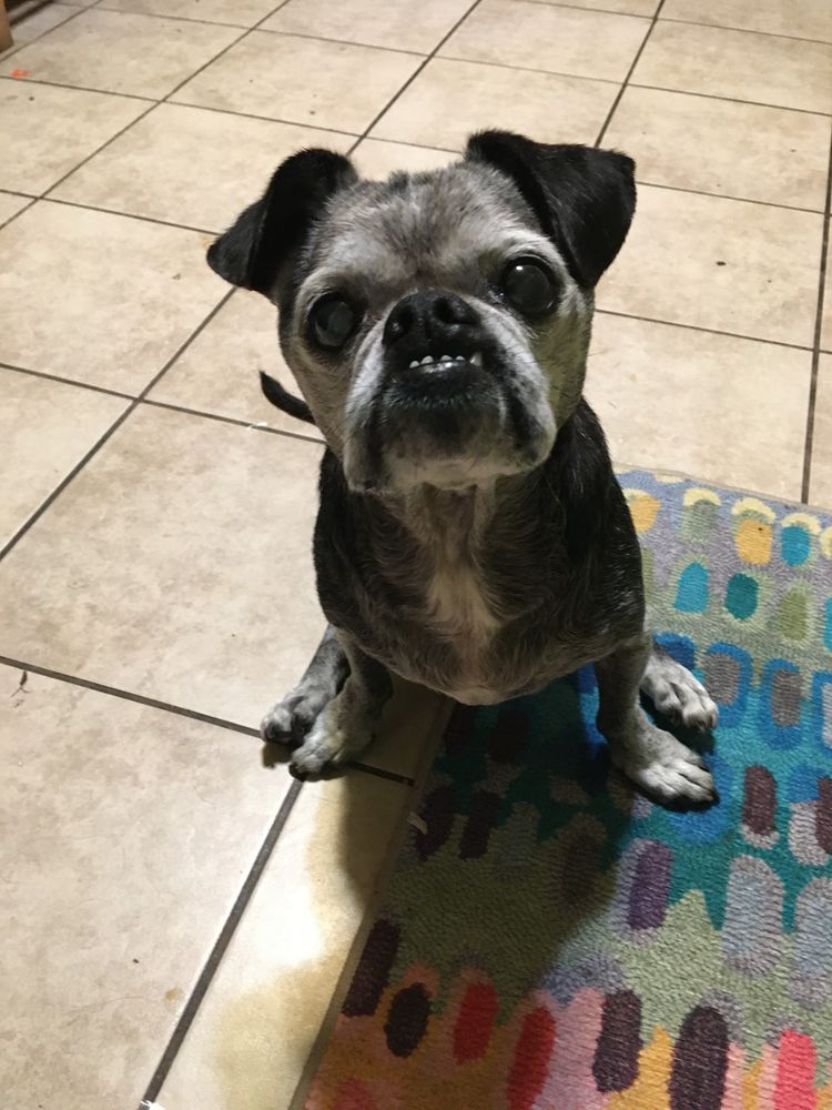 A salty chug looking hungry