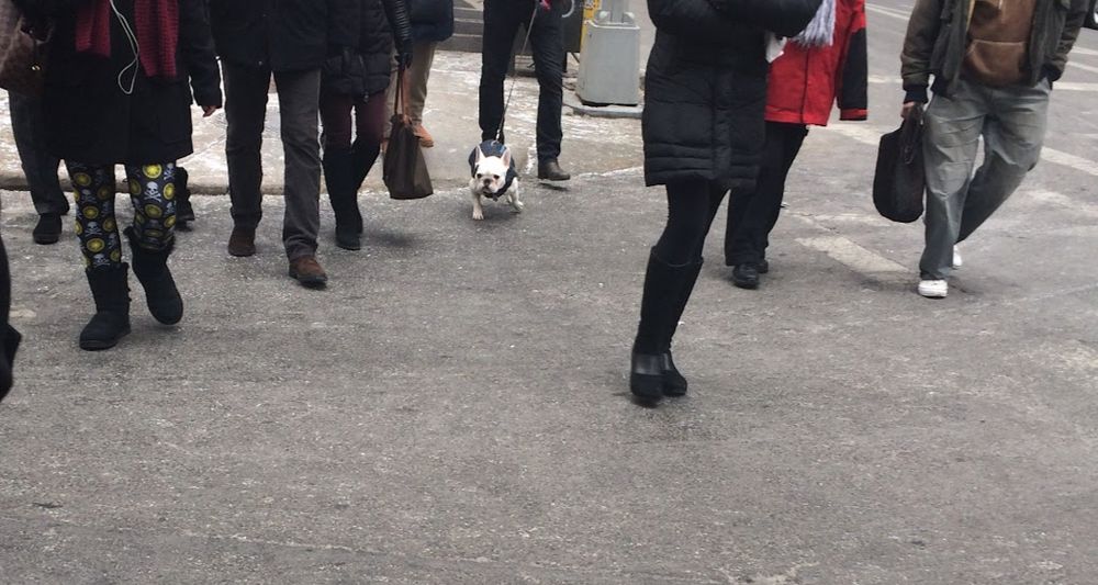 The legs of new yorkers walking on a cold dry winter day and an intrepid little white French bulldog