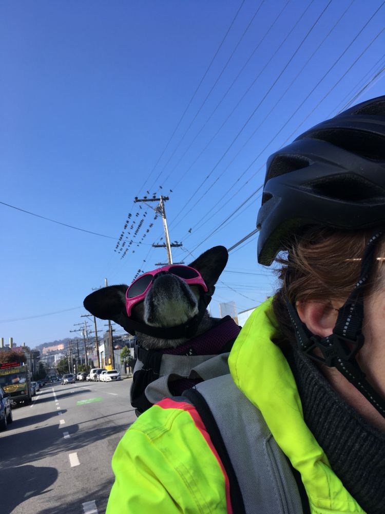 Salty chug ears up, wearing pink doggles in a bike backpack on a sunny day