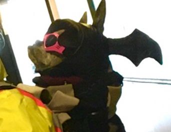 A salty chug wearing pink doggles and a bat hat with its nose in the air in a bike backpack