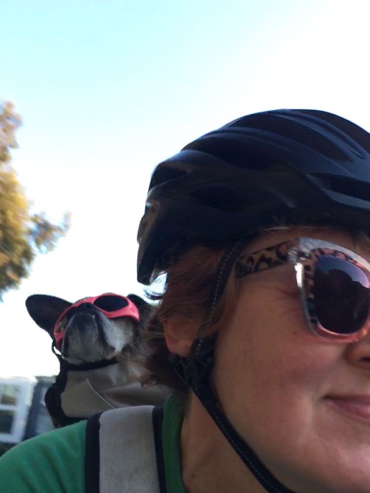 A salty chug one ear up wearing pink doggles in a bike backpack 