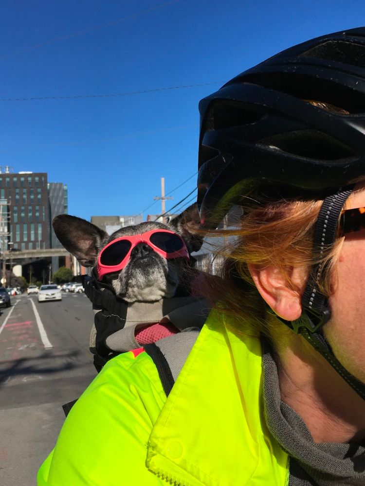 A little salty chug wearing pink doggles riding in a bike backpack