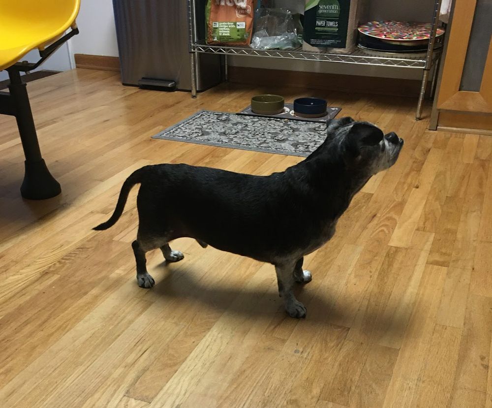 A salty black chug awaiting his lunch, viewed in profile. He is a ridiculous oblong with a tail that looks like maybe it serves as some sort of crank. 